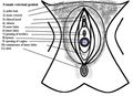 Vulva anatomy.jpg