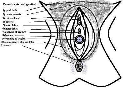 Vulva anatomy.jpg